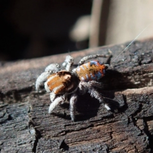 Maratus calcitrans at Dunlop, ACT - suppressed