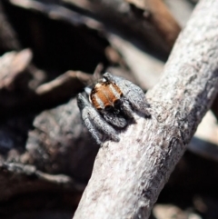 Maratus calcitrans at Dunlop, ACT - suppressed