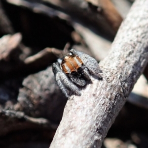 Maratus calcitrans at Dunlop, ACT - 2 Sep 2019