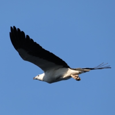 Haliaeetus leucogaster (White-bellied Sea-Eagle) at Guerilla Bay, NSW - 28 Aug 2019 by jbromilow50