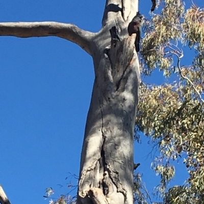 Callocephalon fimbriatum (Gang-gang Cockatoo) at Dickson, ACT - 3 Sep 2019 by Linden