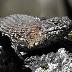 Egernia cunninghami (Cunningham's Skink) at Paddys River, ACT - 2 Sep 2019 by JohnBundock