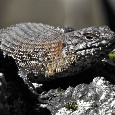 Egernia cunninghami (Cunningham's Skink) at Paddys River, ACT - 2 Sep 2019 by JohnBundock