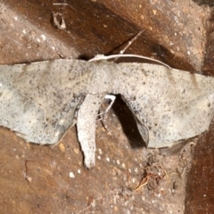 Parepisparis excusata (Marbled Twisted Moth) at Rosedale, NSW - 28 Aug 2019 by jbromilow50