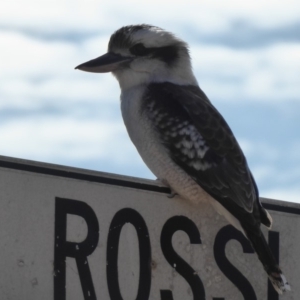 Dacelo novaeguineae at Rossi, NSW - 3 Sep 2019