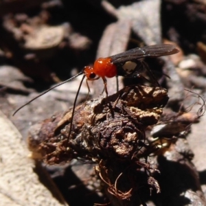 Braconidae (family) at Farringdon, NSW - 3 Sep 2019