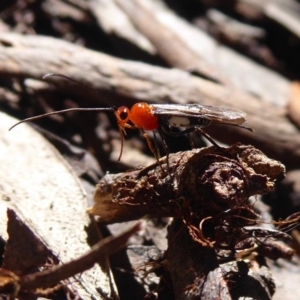 Braconidae (family) at Farringdon, NSW - 3 Sep 2019