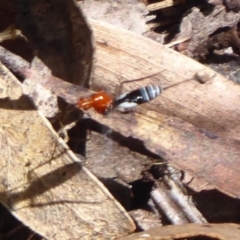 Braconidae (family) at Farringdon, NSW - 3 Sep 2019