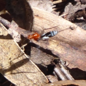 Braconidae (family) at Farringdon, NSW - 3 Sep 2019