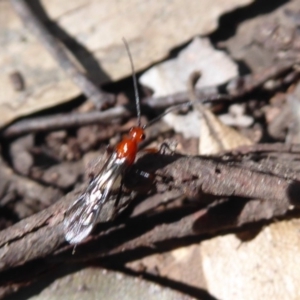 Braconidae (family) at Farringdon, NSW - 3 Sep 2019