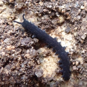 Euperipatoides rowelli at Farringdon, NSW - 3 Sep 2019