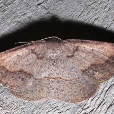 Taxeotis perlinearia (Spring Taxeotis) at Rosedale, NSW - 28 Aug 2019 by jb2602