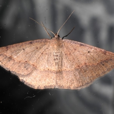 Taxeotis perlinearia (Spring Taxeotis) at Rosedale, NSW - 28 Aug 2019 by jb2602