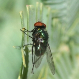 Muscidae (family) at Hall, ACT - 1 Sep 2019 10:47 AM