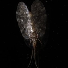 Psectra sp. (genus) (Psectra lacewing) at Rosedale, NSW - 28 Aug 2019 by jb2602