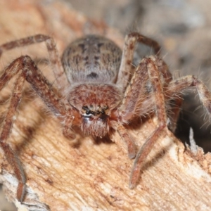 Isopedella sp. (genus) at Hall, ACT - 1 Sep 2019 10:30 AM