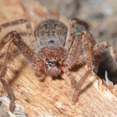 Isopedella sp. (genus) (Isopedella huntsman) at Hall, ACT - 1 Sep 2019 by Harrisi