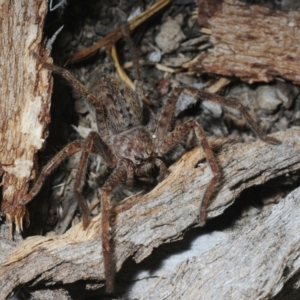 Isopedella sp. (genus) at Hall, ACT - 1 Sep 2019 10:30 AM