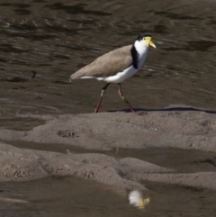 Vanellus miles (Masked Lapwing) at Runnyford, NSW - 28 Aug 2019 by jbromilow50