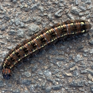 Apina callisto at Belconnen, ACT - 30 Aug 2019