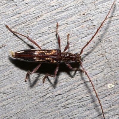 Coptocercus rubripes (Rubripes longhorn beetle) at Rosedale, NSW - 28 Aug 2019 by jbromilow50