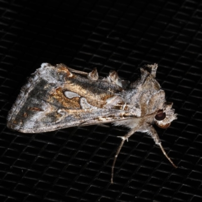 Chrysodeixis argentifera (Tobacco Looper) at Rosedale, NSW - 28 Aug 2019 by jbromilow50