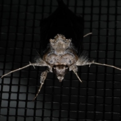 Chrysodeixis argentifera at Rosedale, NSW - 28 Aug 2019 09:20 PM