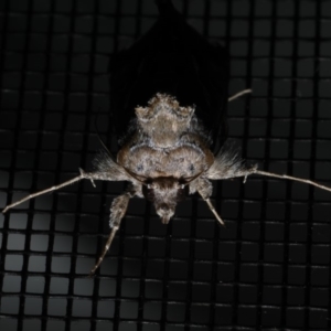 Chrysodeixis argentifera at Rosedale, NSW - 28 Aug 2019 09:20 PM