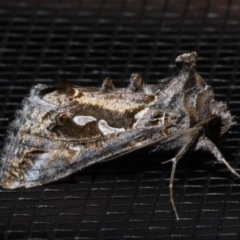 Chrysodeixis argentifera at Rosedale, NSW - 28 Aug 2019 09:20 PM