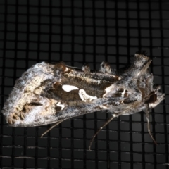 Chrysodeixis argentifera at Rosedale, NSW - 28 Aug 2019 09:20 PM