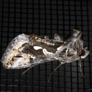 Chrysodeixis argentifera at Rosedale, NSW - 28 Aug 2019 09:20 PM