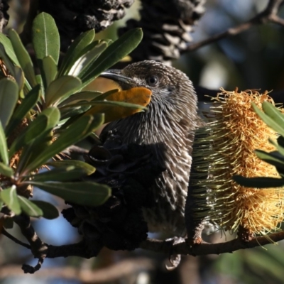 Anthochaera chrysoptera (Little Wattlebird) at Guerilla Bay, NSW - 28 Aug 2019 by jbromilow50