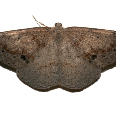 Taxeotis perlinearia (Spring Taxeotis) at Rosedale, NSW - 29 Aug 2019 by jb2602