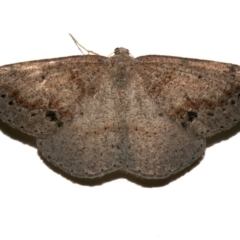Taxeotis perlinearia at Rosedale, NSW - 29 Aug 2019 08:06 PM