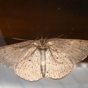 Taxeotis perlinearia at Rosedale, NSW - 29 Aug 2019 08:06 PM