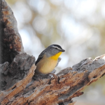 Pardalotus punctatus (Spotted Pardalote) at Acton, ACT - 3 Sep 2019 by HelenCross