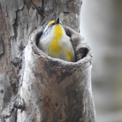 Pardalotus striatus (Striated Pardalote) at Acton, ACT - 27 Aug 2019 by HelenCross