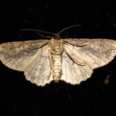 Unidentified Geometer moth (Geometridae) at Rosedale, NSW - 29 Aug 2019 by jb2602