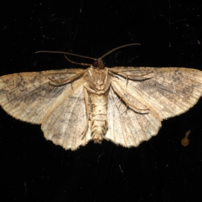 Unverified Geometer moth (Geometridae) at Rosedale, NSW - 29 Aug 2019 by jb2602
