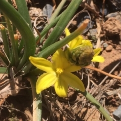 Bulbine bulbosa (Golden Lily, Bulbine Lily) at Griffith, ACT - 3 Sep 2019 by AlexKirk