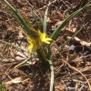 Bulbine bulbosa at Griffith, ACT - 3 Sep 2019 11:46 AM