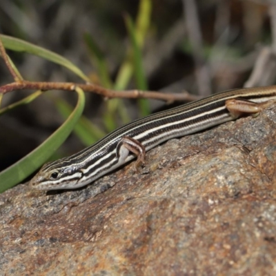 Ctenotus taeniolatus (Copper-tailed Skink) at ANBG - 3 Sep 2019 by TimL