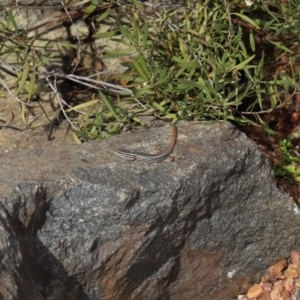 Ctenotus taeniolatus at Acton, ACT - 3 Sep 2019 01:54 PM