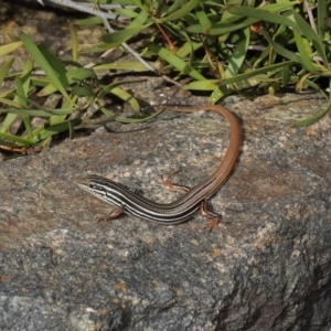 Ctenotus taeniolatus at Acton, ACT - 3 Sep 2019 01:54 PM