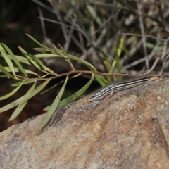 Ctenotus taeniolatus at Acton, ACT - 3 Sep 2019 01:54 PM