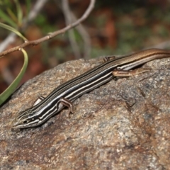 Ctenotus taeniolatus at Acton, ACT - 3 Sep 2019 01:54 PM