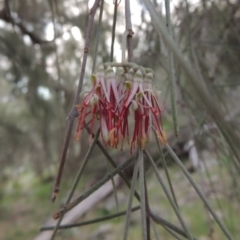 Amyema cambagei (Sheoak Mistletoe) at Molonglo Valley, ACT - 1 Sep 2019 by michaelb