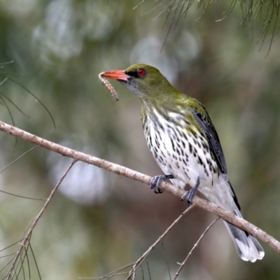 Oriolus sagittatus (Olive-backed Oriole) at Mogo, NSW - 30 Aug 2019 by jbromilow50