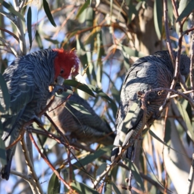 Callocephalon fimbriatum (Gang-gang Cockatoo) at Hughes, ACT - 3 Sep 2019 by LisaH