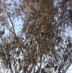 Callocephalon fimbriatum at Hughes, ACT - suppressed